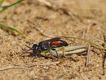 Digger wasp (Tachysphex pompiliformis), adult female, dragging paralysed grasshopper back to burrow.   Oxfordshire, England, UK. July.