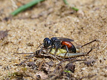 Digger wasp (Tachysphex pompiliformis), adult female, stinging grasshopper to paralyse it.   Oxfordshire, England, UK. July.