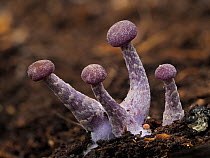 Young fruiting bodies of Amethyst deceiver (Laccaria amethystina).  Buckinghamshire, England, UK. October.  Focus Stacked.