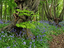Ancient Common hornbeam trees (Carpinus betulus) pollarded, with Common bluebell (Hyacinthoides non-scripta) flowering in undergrowth.  Hertfordshire, England, UK. May.