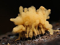 Yellow carnival candy slime mould (Arcyria obvelata), greatly expanding to almost six millimetre tall, with capilitum expanding.    Hertfordshire, England, UK. July.  Focus Stacked.