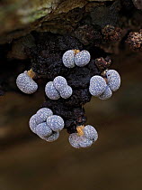 Sporangia of Slime mould (Badhamia sp) fruiting on fallen dead Beech (Fagus sp) tree trunk.  Buckinghamshire, England, UK. October. Focus Stacked.