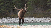 Elk (Cervus canadensis) male emerging from Athabasca river with water dripping from fur and bugling, Jasper National Park, Canada, September.