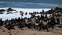 Cape fur seal (Arctocephalus pusillus) colony vocalising and coming in from the sea, Cape Cross Seal Reserve, Namibia, November.