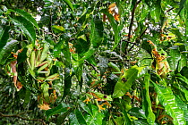 Group of Parachute tree frogs (Agalychnis saltator) spawning on leaves in tree above swamp. This event happens after heavy night rain during the start of the wet season. Osa Conservation area, south w...