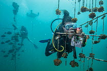 Scuba divers from Raising Coral Team conservation project monitoring coral growth on coral reef restoration towers, Golfo Dulce, Costa Rica, Pacific Ocean. 2019.