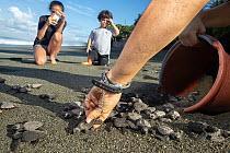 Olive Ridley turtle (Lepidochelys olivacea) hatchlings being released on beach by conservationists and volunteers from the Osa Conservation Sea Turtle Project, with a woman and child watching in backg...