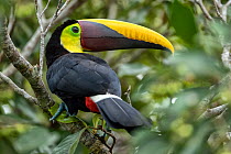 Black mandibled toucan (Ramphastos ambiguus) perched in Wild almond tree (Prunus sp.) in forest, Osa Conservation area, Osa peninsula, Costa Rica.