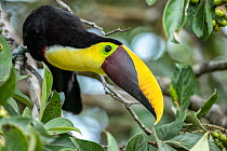 Black mandibled toucan (Ramphastos ambiguus) feeding on Wild almond tree (Prunus sp.) in forest, Osa Conservation area, Osa peninsula, Costa Rica.