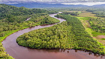 Aerial view of mangrove and river system, part of the largest mangrove system in Central America, Sierpe, south west Costa Rica.
