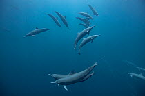 Spinner dolphin (Stenella longirostris) pod, south west Costa Rica, Pacific Ocean.