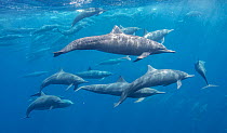 Spinner dolphin (Stenella longirostris) pod swimming close to surface, south west Costa Rica, Pacific Ocean.