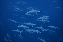 Spinner dolphin (Stenella longirostris) pod, south west Costa Rica, Pacific Ocean.