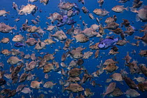 Trigger fish (Balistidae), Chub (Squalius cephalus) and King fish (Scomberomorus cavalla) shoal, south west Costa Rica, Pacific Ocean.