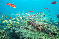 Yellow tail snapper (Ocyurus chrysurus) shoal with Creole fish (Paranthias furcifer) at dive site known as 'The Wreck', Cano Island, Costa Rica, Pacific Ocean.