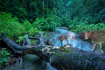Two Pumas (Puma concolor) crossing river in rainforest using a fallen tree as a bridge, in very low light before dawn -  creating a ghosting effect,  as flash light mixes with long exposure of ambient...