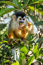 Squirrel monkey (Saimiri oerstedii ) sitting in tree, feeding on fruit, Costa Rica.