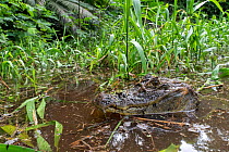 Dwarf caiman (Paleosuchus palpebrosus) submerged in swamp, Osa Conservation Area,Costa Rica.