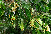 Group of Parachute tree frogs (Agalychnis saltator) spawning on leaves  in tree above swamp. This event happens after heavy night rain during the start of the wet season. Osa Conservation area, south...