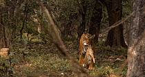Bengal tiger (Panthera tigris tigris) female walking through wooded area and towards camera carrying a Spotted deer (Axis axis) kill in mouth, Ranthambhore, India, November.