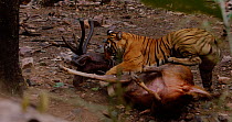 Bengal tiger (Panthera tigris tigris) female catching and then suffocating a Sambar deer (Rusa unicolor), Ranthambhore, India, June.
