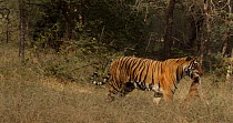 Bengal tiger (Panthera tigris tigris) female walking through vegetation carrying a Spotted deer (Axis axis) kill in mouth, Ranthambhore, India, November.