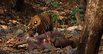 Young Bengal tiger (Panthera tigris tigris) licking and eating Sambar (Rusa unicolor) carcass, Ranthambhore, India, June.