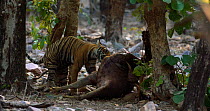 Young Bengal tiger (Panthera tigris tigris) dragging Sambar (Rusa unicolor) carcass, Ranthambhore, India, June.