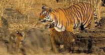 Bengal tiger (Panthera tigris tigris) female walking towards cubs, nuzzling one cub before walking away, Ranthambhore, India, March.