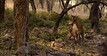 Bengal tiger (Panthera tigris tigris) female walking and calling out for cubs while carrying a Spotted deer (Axis axis) kill in mouth, Ranthambhore, India, November.