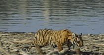 Bengal tiger (Panthera tigris tigris) cub pacing alongside the water's edge before stopping and looking towards the camera, Ranthambhore, India, March.