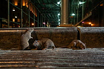 Three Brown rats (Rattus Ratus) on the sidewalk at night, West Broadway, New York City, USA. May.