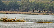 Bengal tiger (Panthera tigris tigris) male standing on waters edge before entering water to cross the lake, Ranthambhore, India, November.