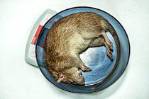 Dead Brown rat (Rattus norvegicus) on weighing scales, research for a Rat pheromone project by Fordham University, Brooklyn New York City, USA.