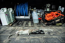 Dead Brown rat (Rattus norvegicus) caught in ratcatchers trap, Manhatten, New York City, USA. May.