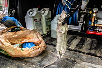 Ratcatchers holding dead adult male Brown rat (Rattus norvegicus), Manhatten, New York City, USA. May, 2018.