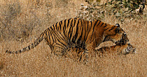 Bengal tiger (Panthera tigris tigris) male and female pair mating and both tigers snarl at each other  after copulation before liyng down to rest, Ranthambhore, India, February.
