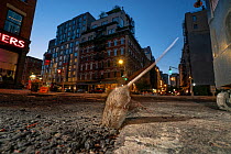 Brown rat (Rattus norvegicus) with its head down a hole in city street at night, Tribeca, New York City, USA. May.
