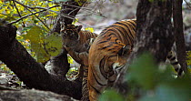 Bengal tiger (Panthera tigris tigris) female standing while her cubs are playing, Ranthambhore, India, November.