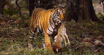 Bengal tiger (Panthera tigris tigris) female walking towards camera carrying a Spotted deer (Axis axis) kill in her mouth, Ranthambhore, India, November.