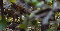 Bengal tiger (Panthera tigris tigris) cubs playing with each other, one cub stands and watches others play fighting, Ranthambhore, India, November.