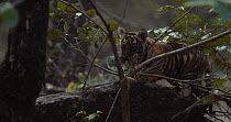 Bengal tiger (Panthera tigris tigris) cub in tree playing and chewing on the branches, Ranthambhore, India, November.