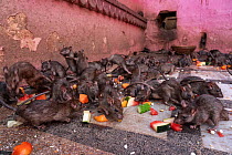 Black rats (Rattus rattus) feeding on food and fruit left out for them inside Karni Mata Temple (The Temple of Rats), a Hindu temple dedicated to the Hindu Goddess Karni Mata and famous for thousands...