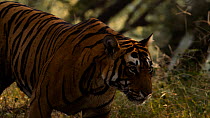 Bengal tiger (Panthera tigris tigris) male prowling through a forest seaching for prey, Ranthambhore, India, November.