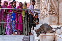 Black rat (Rattus rattus) sitting outside entrance to temple with queue of visitors watching in background, Karni Mata Temple (The Temple of Rats), a Hindu temple dedicated to the Hindu Goddess Karni...