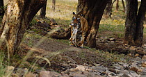 Bengal tiger (Panthera tigris tigris) female walking towards camera carrying a Spotted deer (Axis axis) kill in mouth, Ranthambhore, India, November.