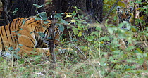 Bengal tiger (Panthera tigris tigris) female grooming and playing with cub, cub attempts to climb tree while mother cleans her paws, Ranthambhore, India, November.