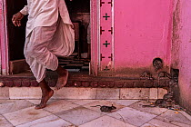 Black rats (Rattus rattus) feeding and climbing into drain in wall with man walking past, Karni Mata Temple (The Temple of Rats), a Hindu temple dedicated to the Hindu Goddess Karni Mata and famous fo...