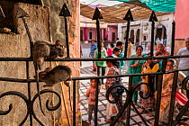 Two Black rats (Rattus rattus) climbing over iron gate with group of people watching inside Karni Mata Temple (The Temple of Rats), a Hindu temple dedicated to the Hindu Goddess Karni Mata and famous...