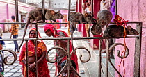 Black rats (Rattus rattus) climbing over iron gate with two women watching inside Karni Mata Temple (The Temple of Rats), a Hindu temple dedicated to the Hindu Goddess Karni Mata and famous for thousa...
